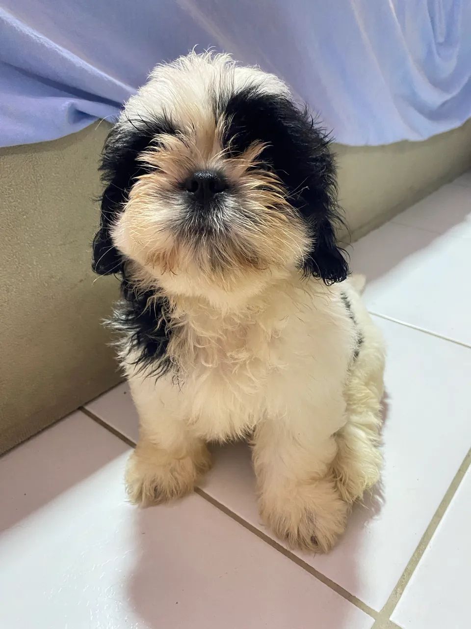 Shihtzu Fêmea - Foto 4