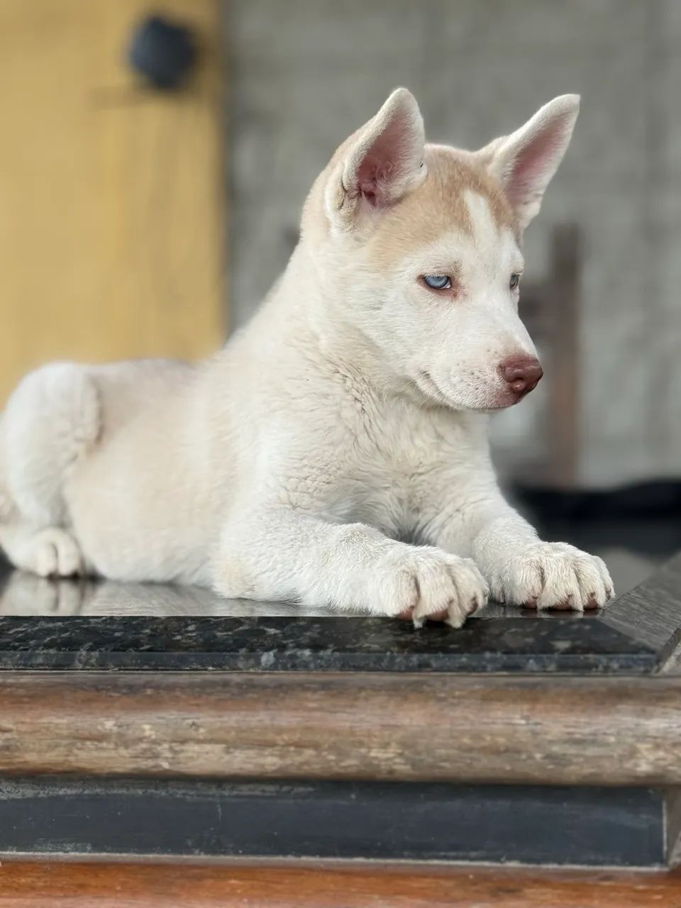 Husky Siberiano Canil Barão  - Foto 3