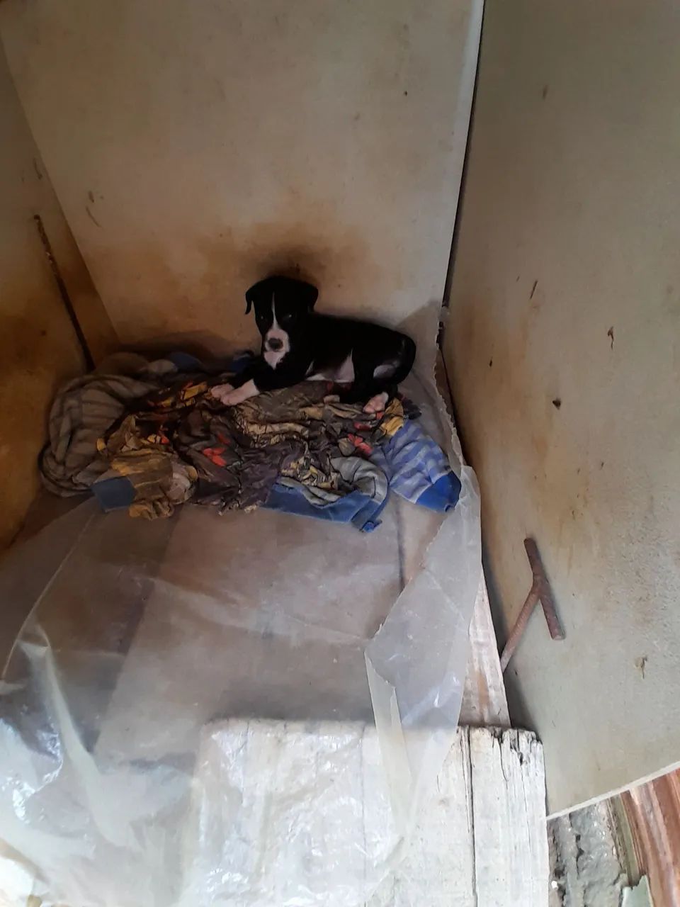 Cachorro  - Foto 2
