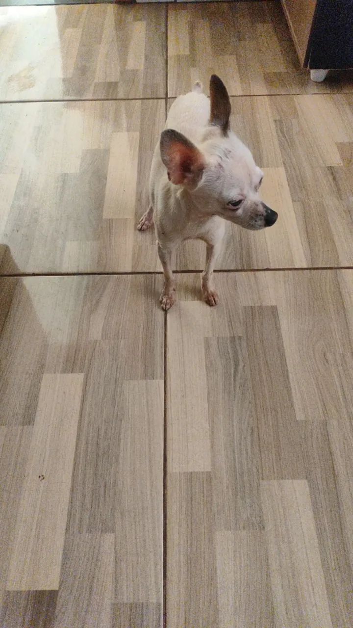 Pincher  - Foto 3