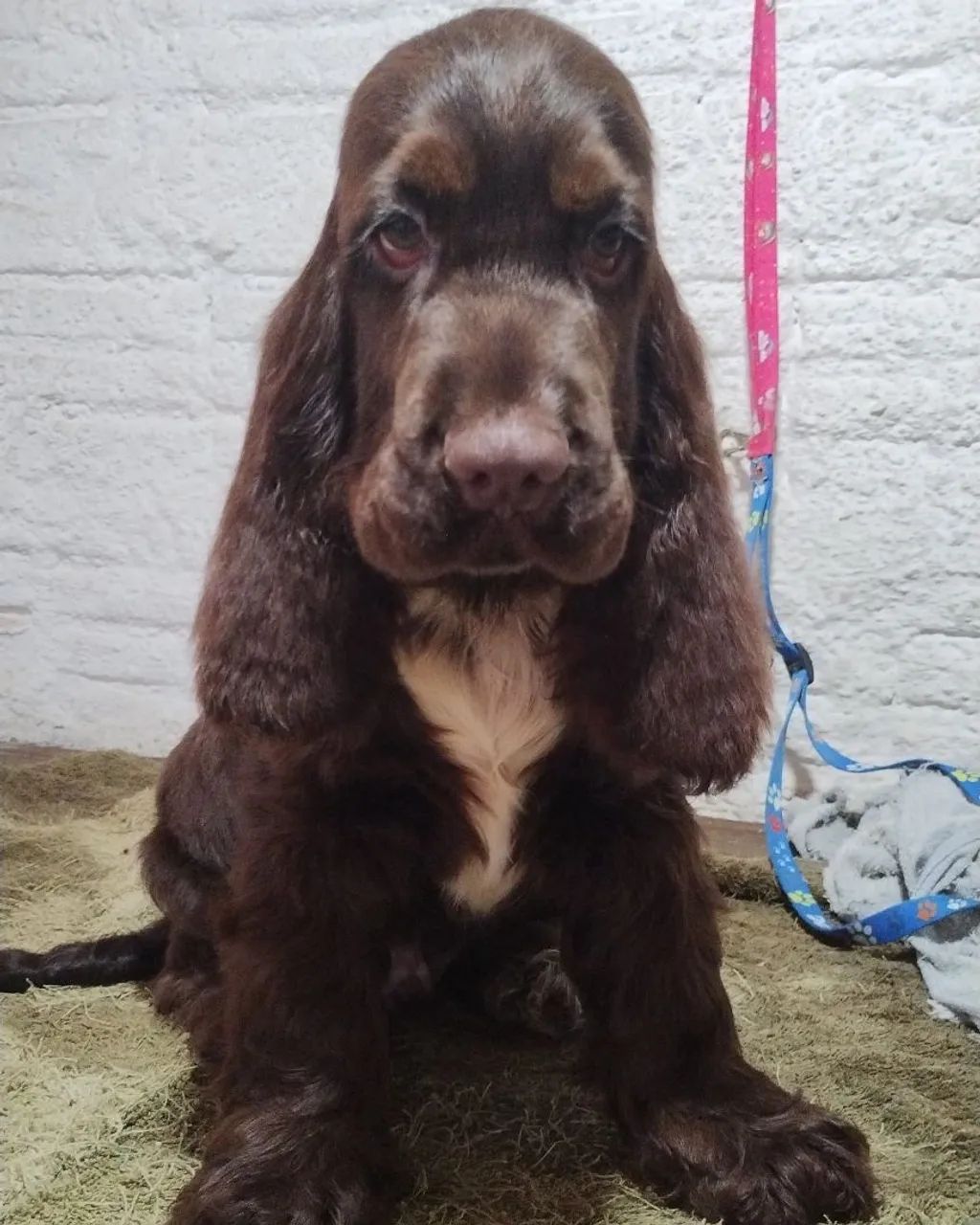Filhotes de cocker spaniel inglês  - Foto 4