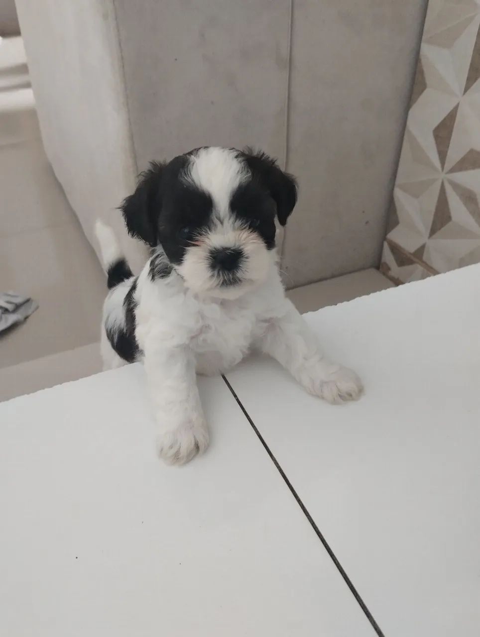 Pequeno Shitzu 