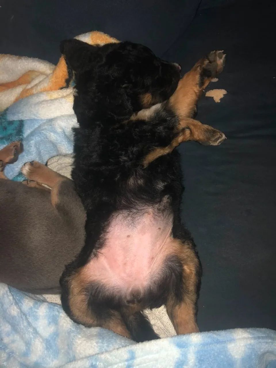 Cachorrinha para doação 