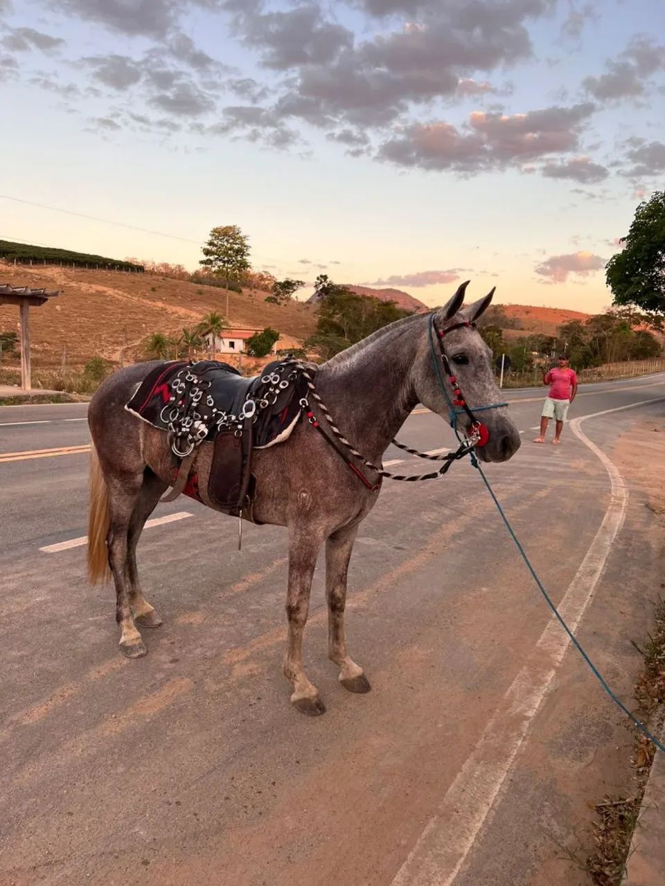Égua mangalarga machador 