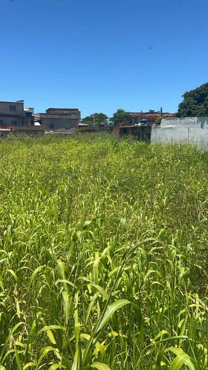 Limpeza de terrenos (roçadeira) - Foto 3