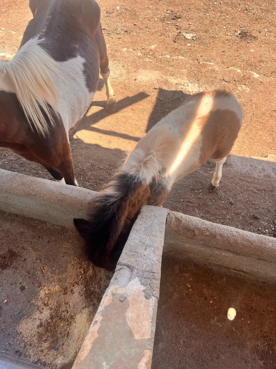 Dois Pônei a venda  - Foto 4