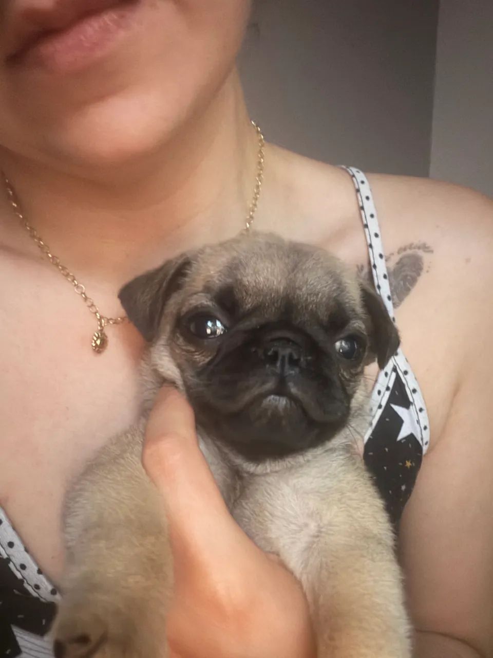 Pug - Foto 2