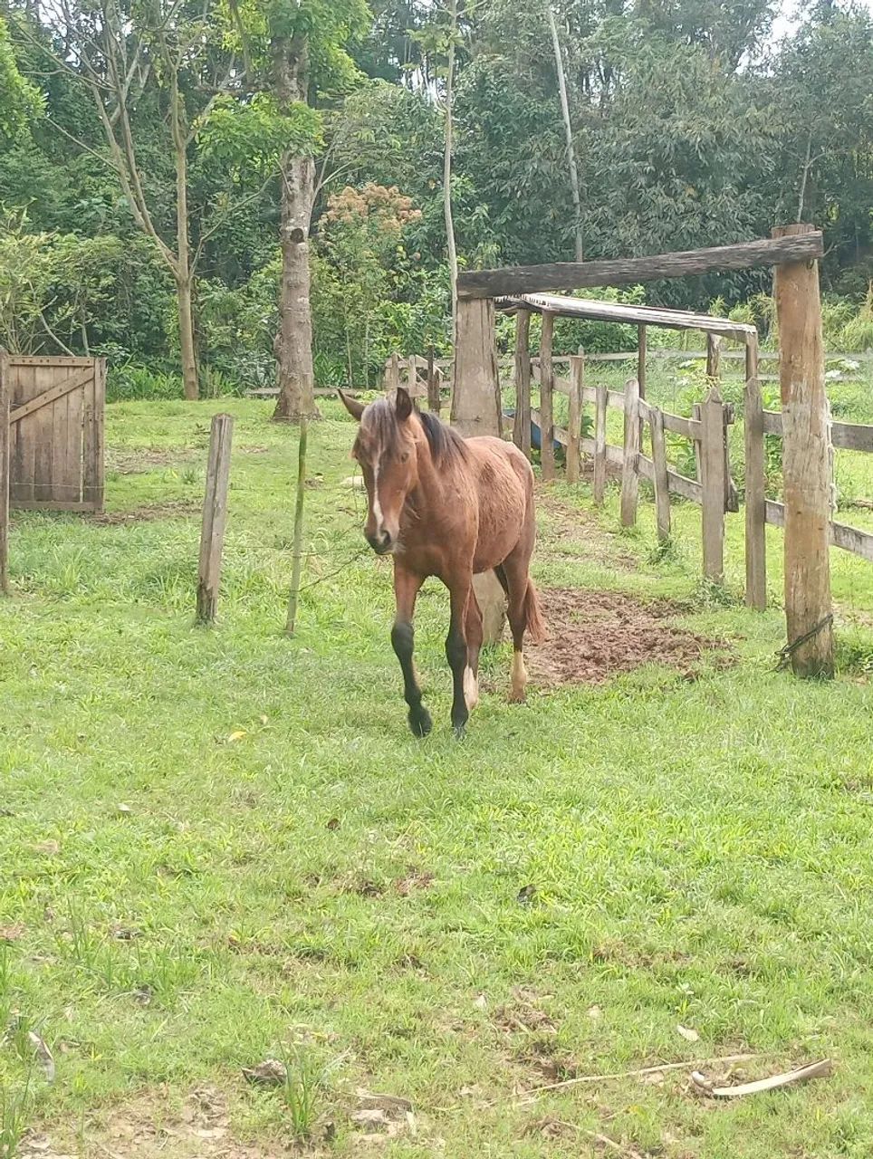 Potro  - Foto 3