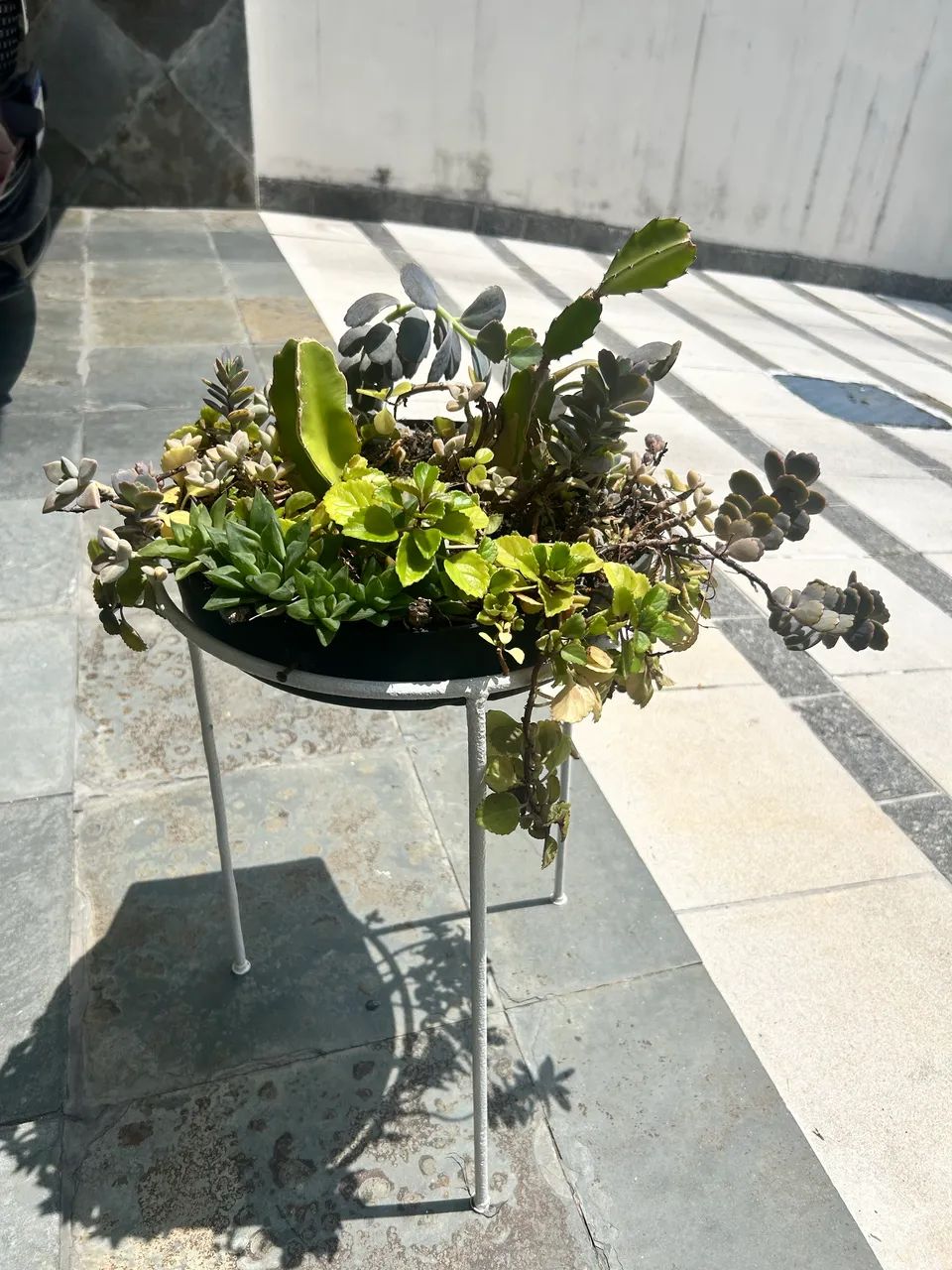 Vaso com planta  - Foto 3