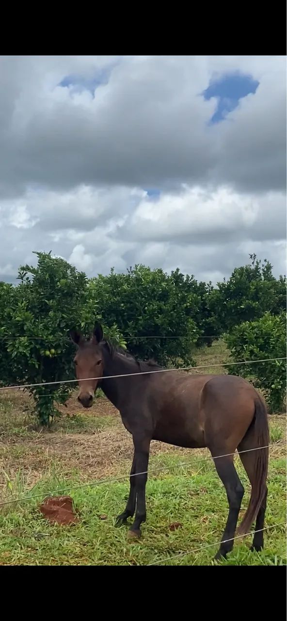 Vendo burro  - Foto 4
