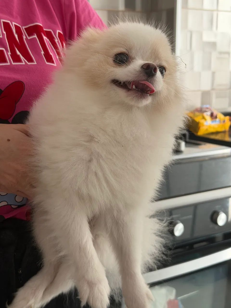 Cachorro Lulu da Pomerania - Foto 4