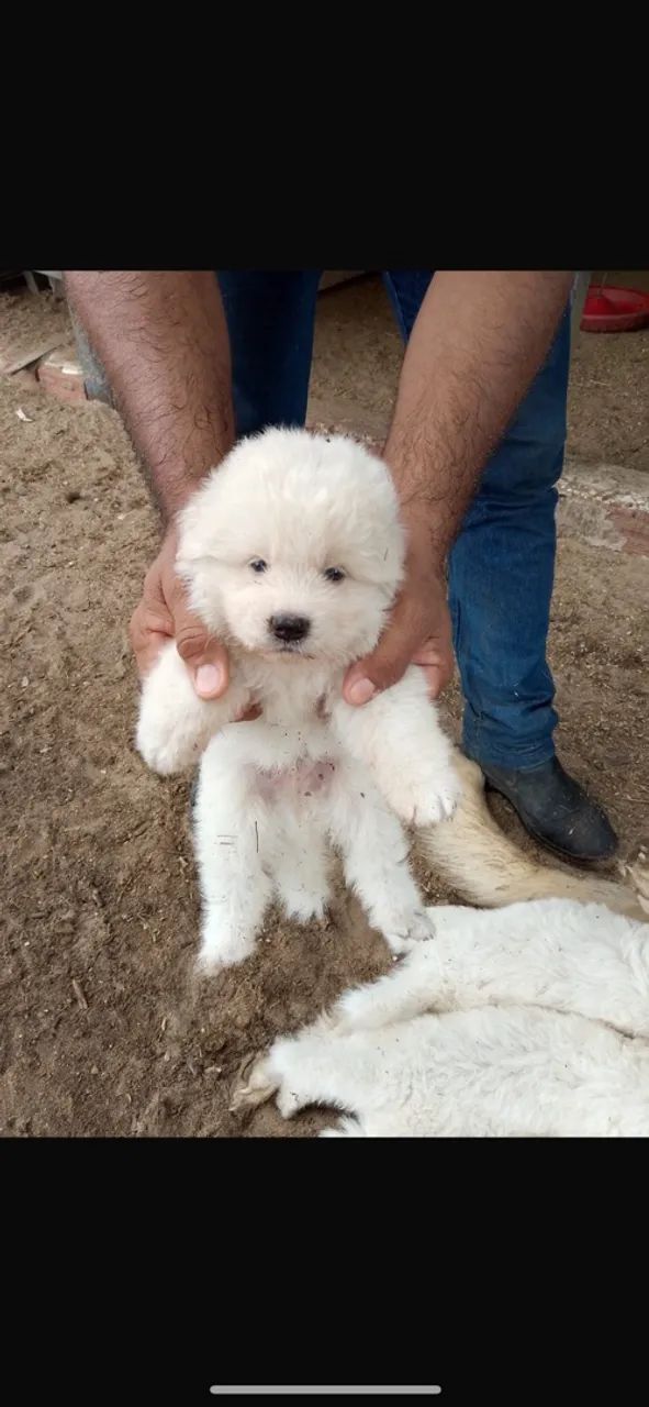 Cachorro Maremano