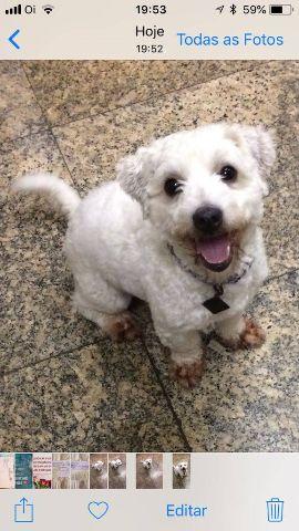 Coton de Tulear