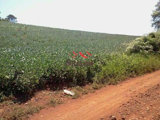 8051 | sítio à venda em não informado, pitanga - Foto 2
