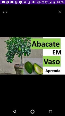 Muda enxertadas de frutíferas preço de atacado a partir de 10$ - Foto 4