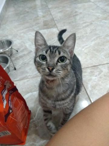 Adoção de gata adulta