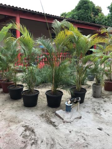 Palmeiras Areca Bambu