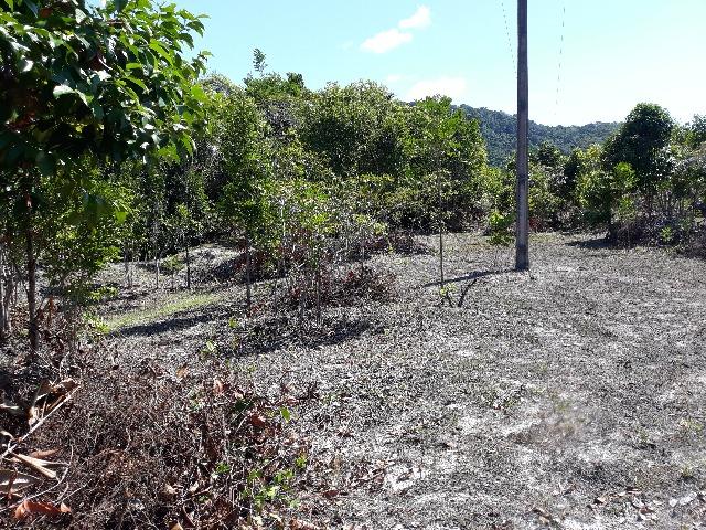 Lote rodovia - ilheus-itacare a 900 metros da praia - Foto 5