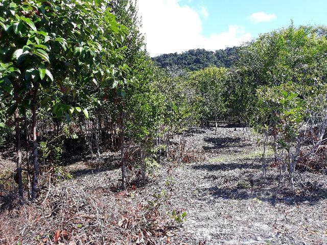 Lote rodovia - ilheus-itacare a 900 metros da praia - Foto 10