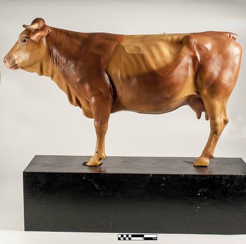 Procuro sócio para criação de red angus
