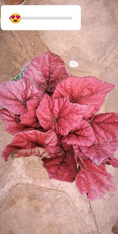 Plantas - Foto 6