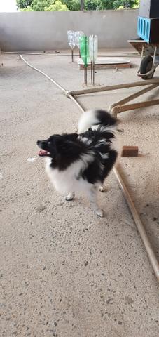Spitz alemã anão - Foto 5