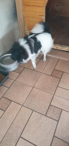 Spitz alemã anão - Foto 4