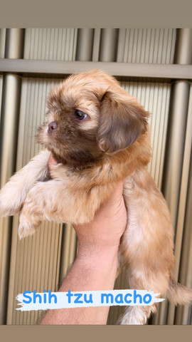 Vendo Cães olhe e leia o anúncio