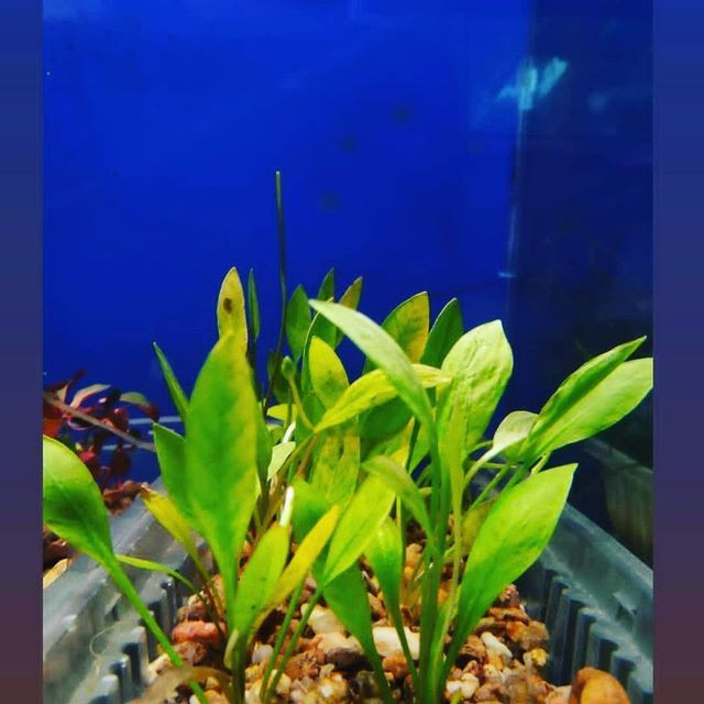 Aquário, plantas, móveis, acessórios - Foto 5