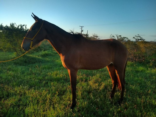 Cavalo e Potra Mangolina de Picado 