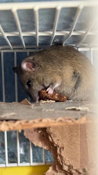 Fêmea de Camundongo - Foto 2