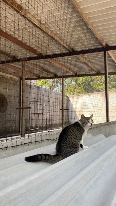 Redes de proteção  - Foto 5