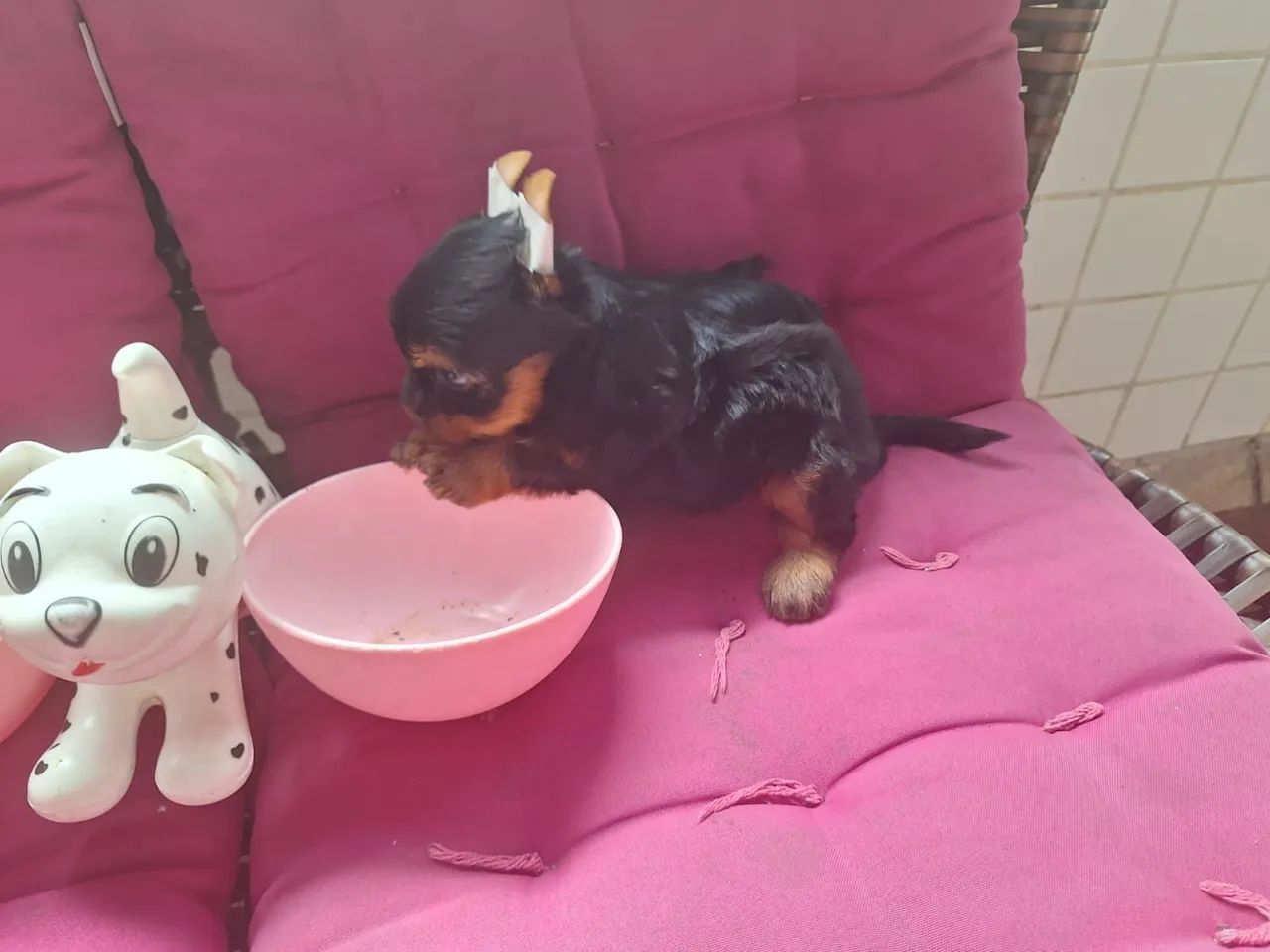 Lindos e fofinhos filhotes de Yorkshire bibelô baby face raridadede encontrar! - Foto 5