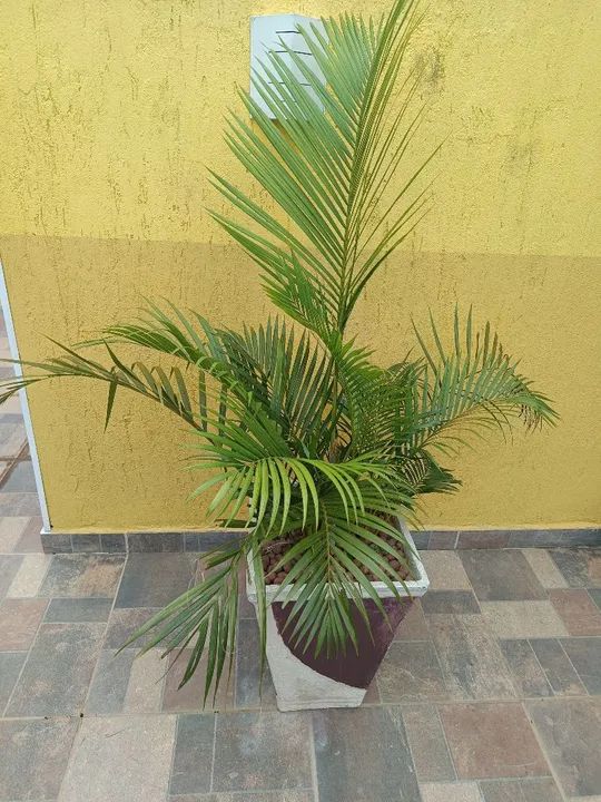 Cacto brasileirinho - Foto 3