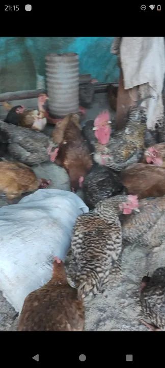 Vendo galinhas poedeiras botando