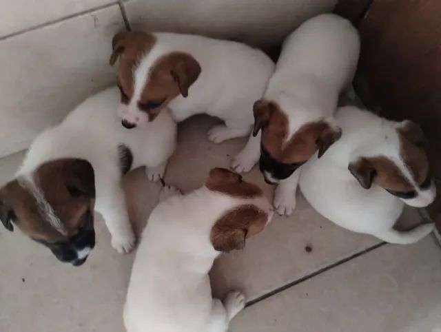 JACK RUSSEL TERRIER  - Foto 4