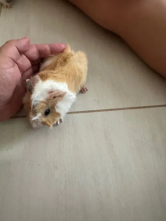 Porquinho da índia peruano lindos