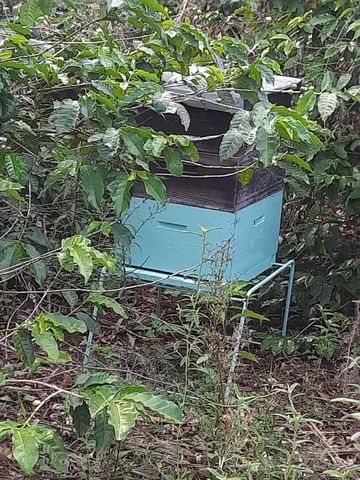 Mel 100 % do Apicultor - Foto 4