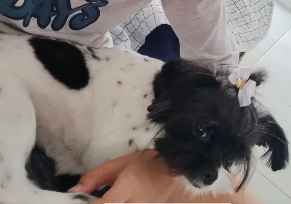 Shih Tzu fêmea  - Foto 4