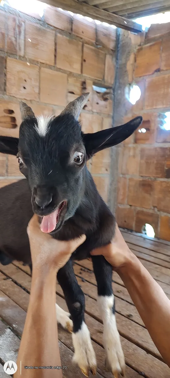 Mini cabrito macho