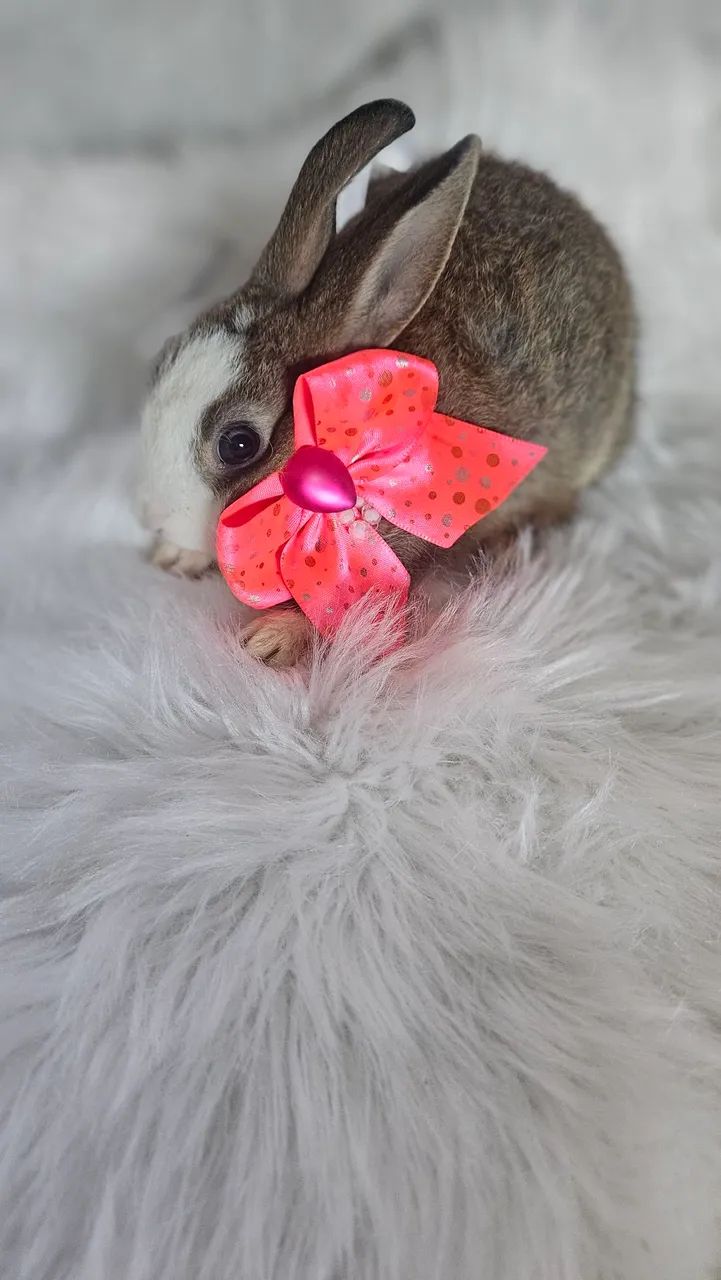 Coelhos na promoção de fim de ano 