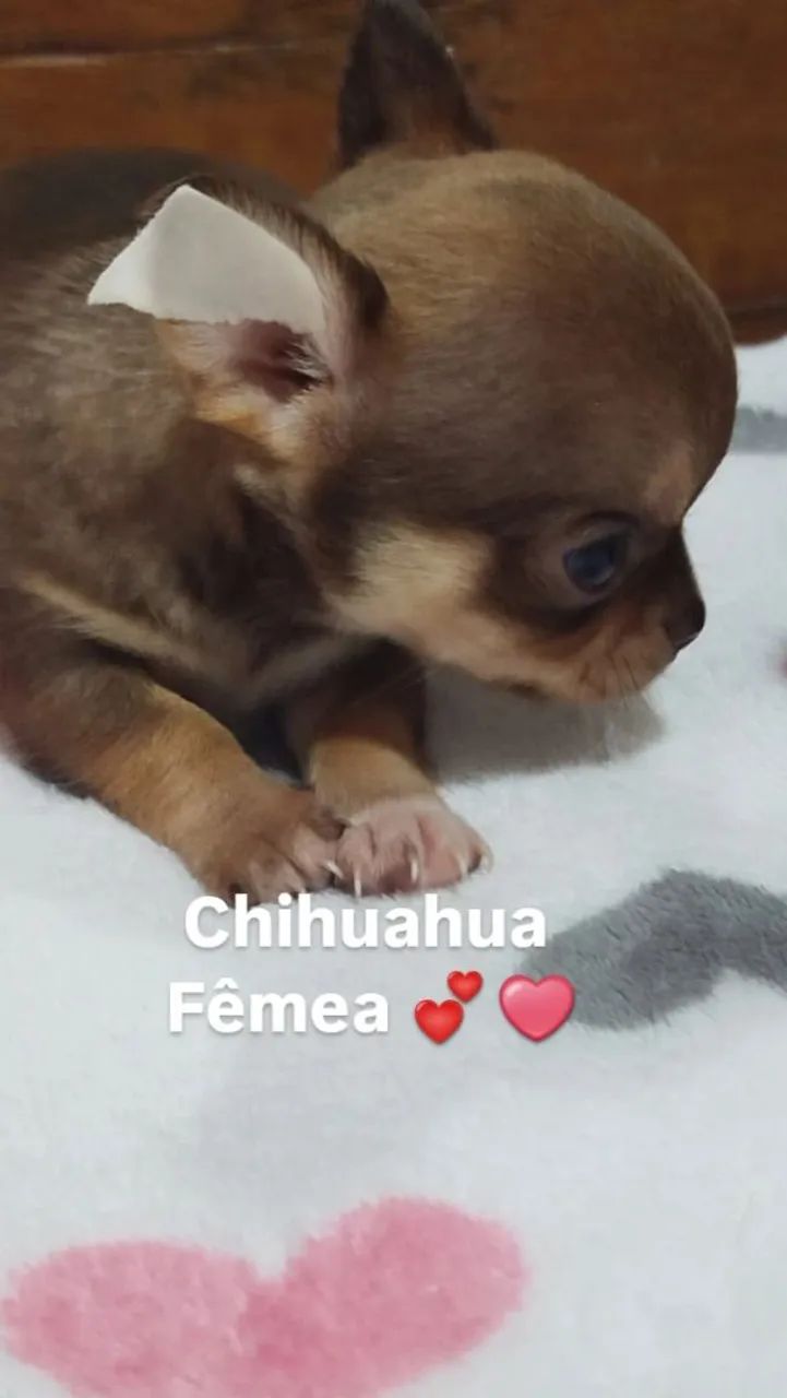 Chihuahua machos e fêmeas de Linhagem Russa em 10x  - Foto 3