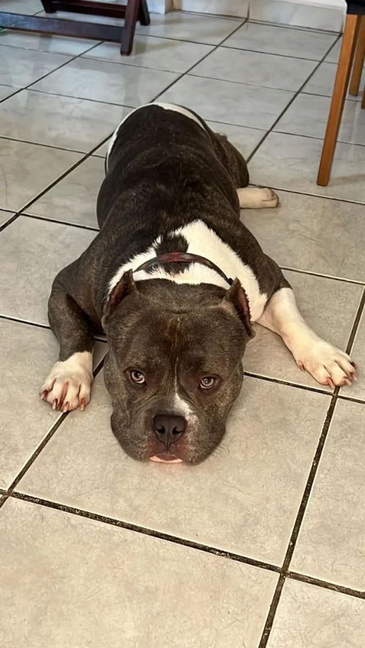 American bully micro - Foto 6