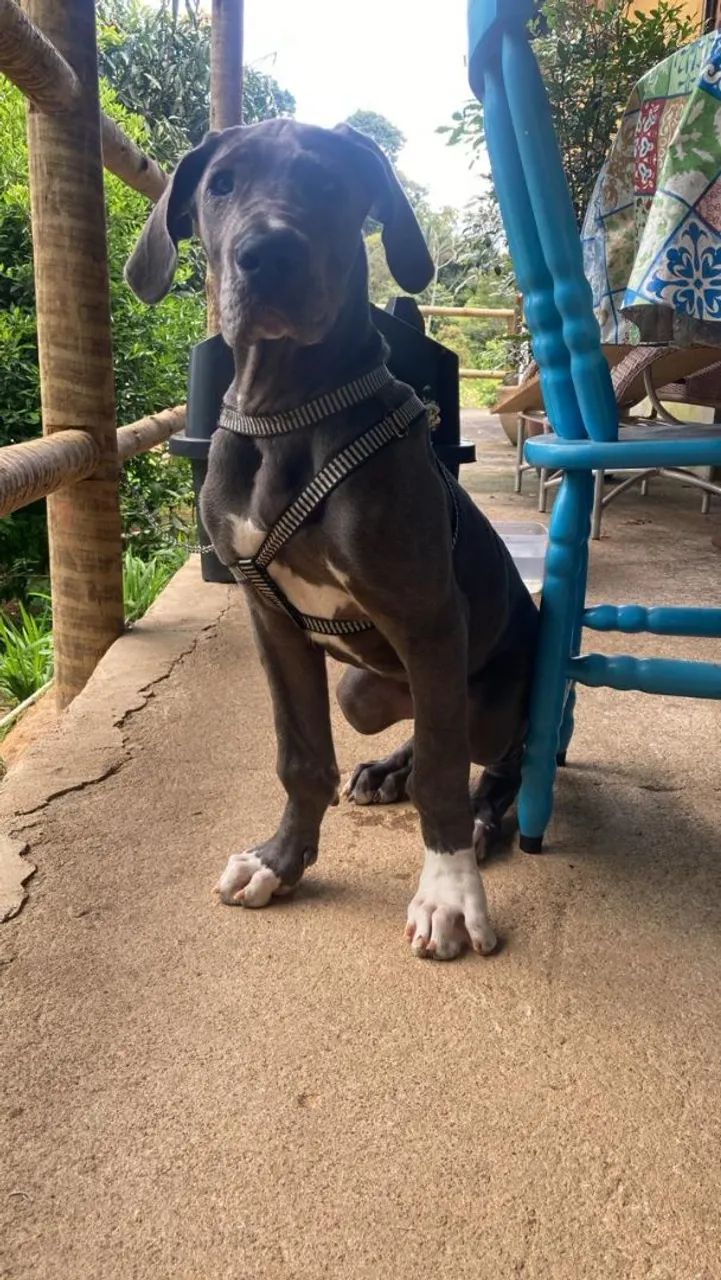 Filhote Dogue Alemão Fêmea Blue  - Foto 3