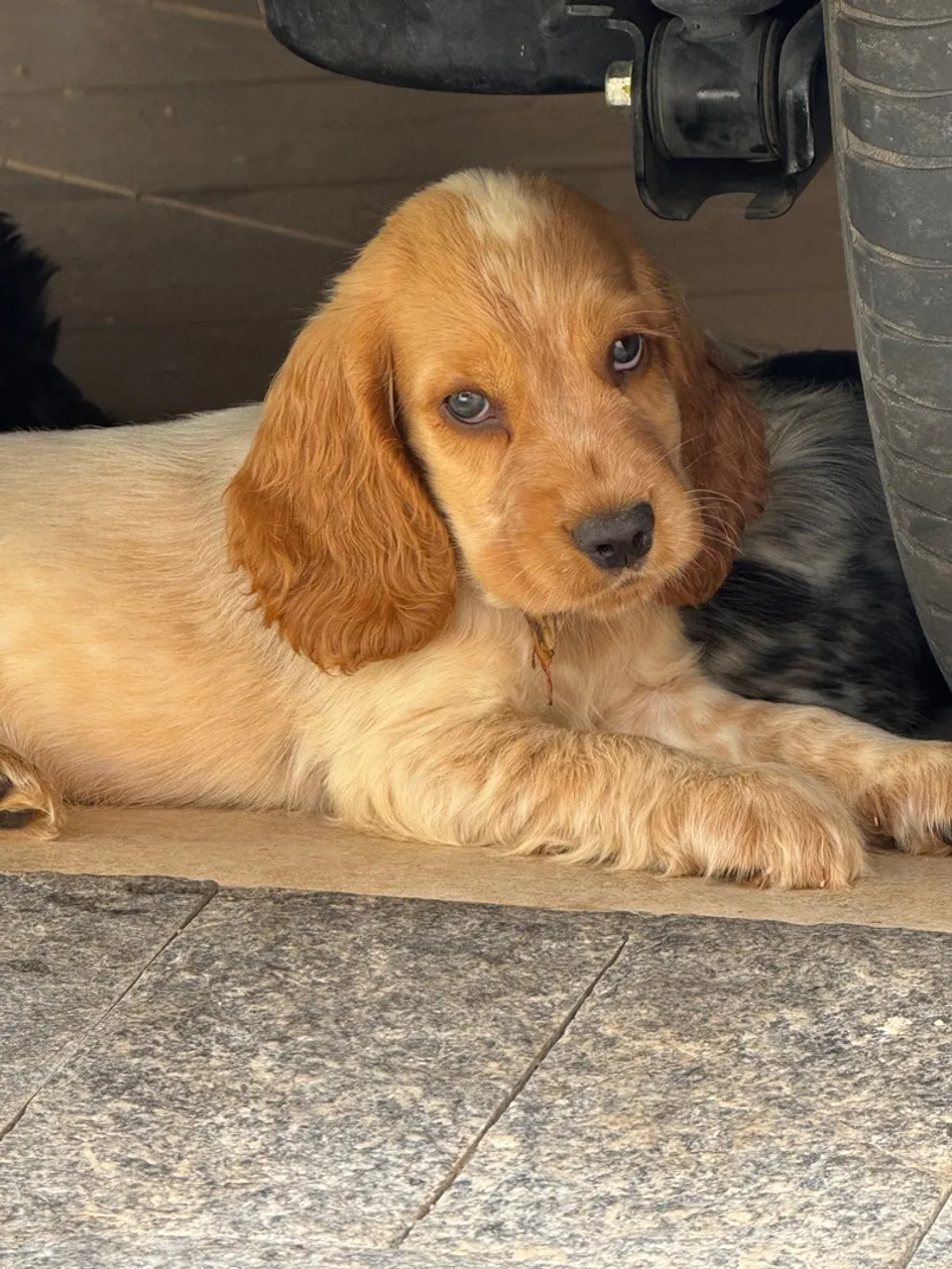 Filhotes Cocker Spaniel Inglês MENOR PREÇO DO OLX