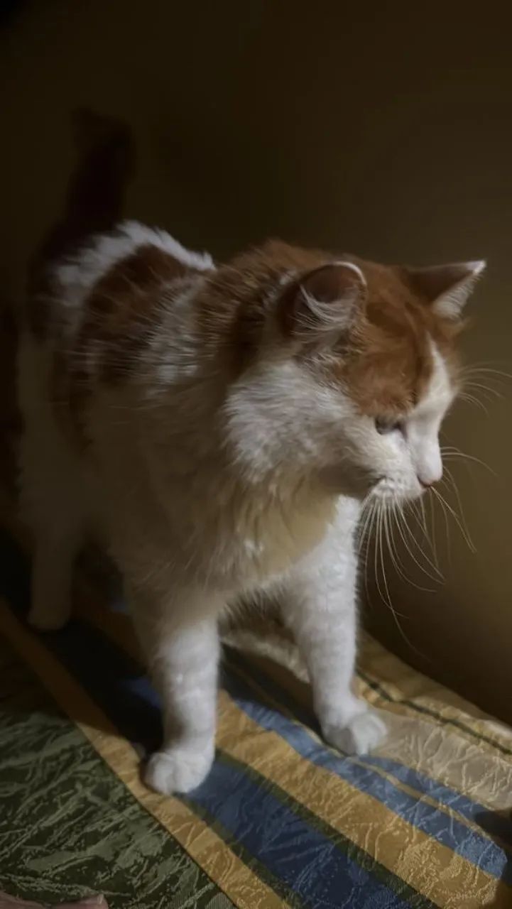Gata dócil para adoção responsável - Foto 3
