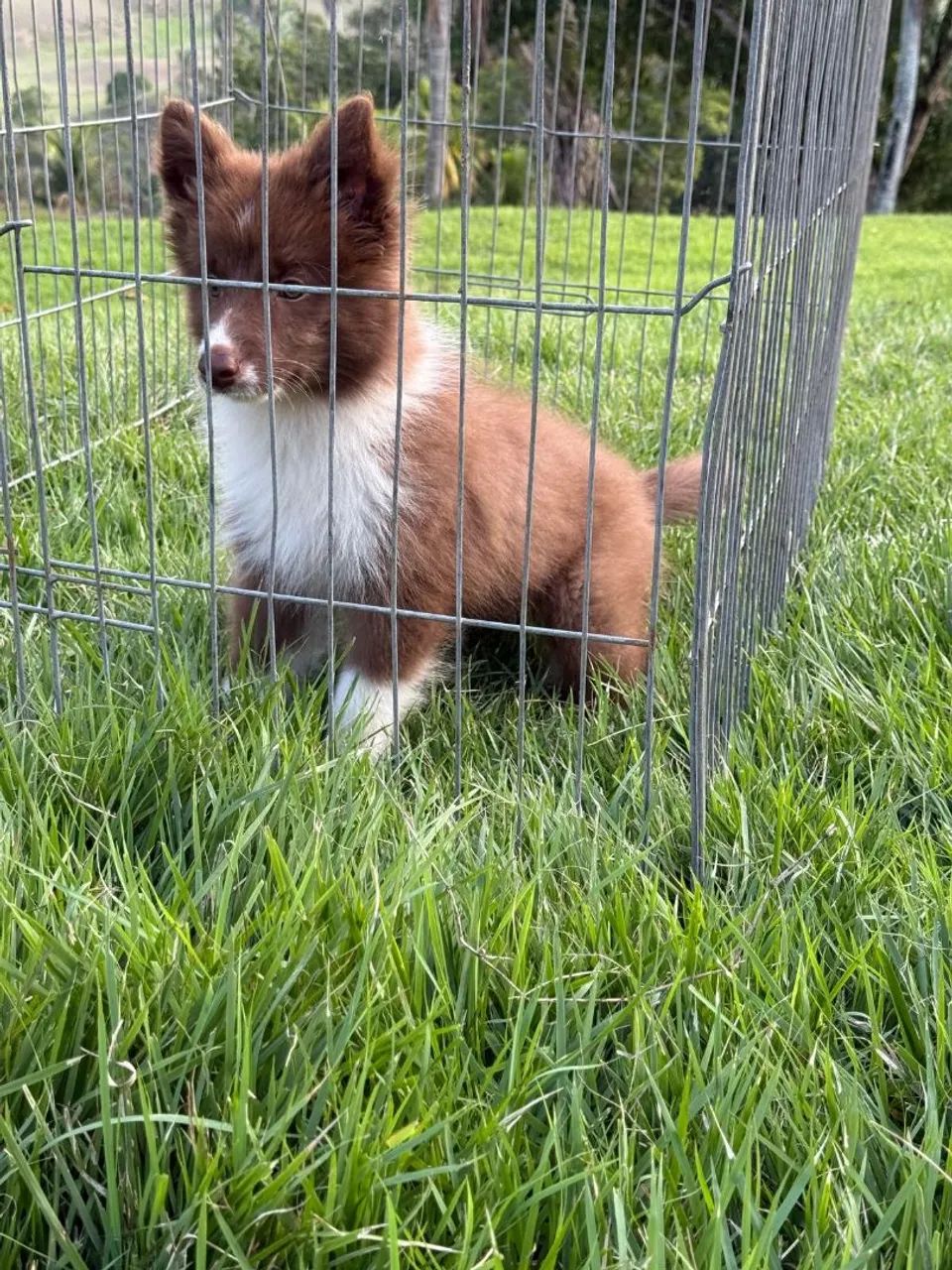 Filhote de Border Collie  - Foto 3