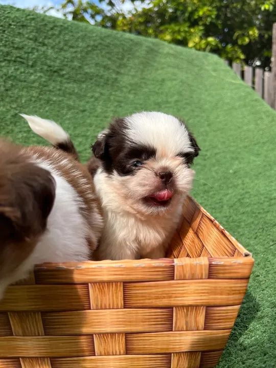 Filhotes de Shih Tzu Machos - Foto 5