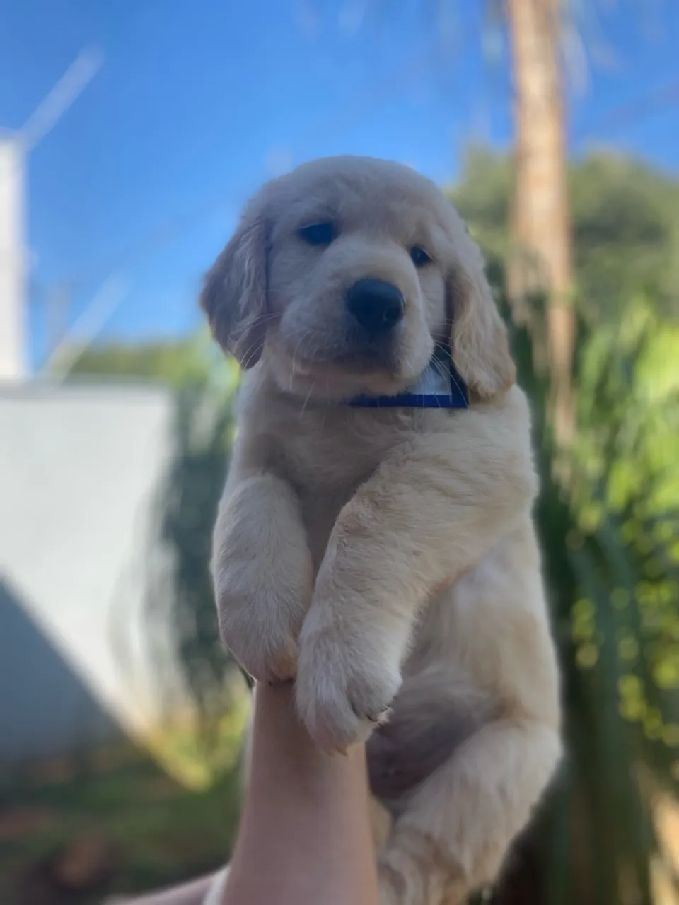 Filhote de Golden Retriever MACHO