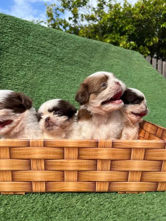 Filhotes de Shih Tzu Machos - Foto 4